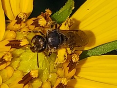 Lasioglossum pectorale