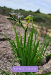 Freesia viridis