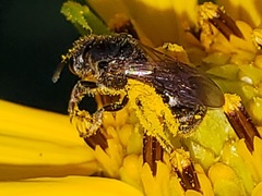 Lasioglossum pectorale