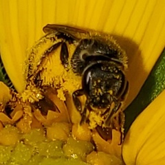 Lasioglossum pectorale