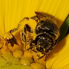 Lasioglossum pectorale