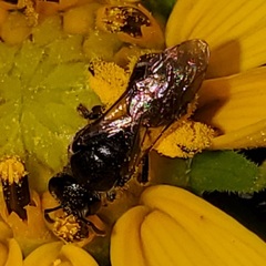 Lasioglossum pectorale