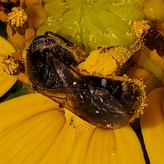 Lasioglossum pectorale