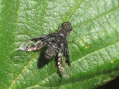 Anthrax trifasciatus
