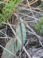 Peniocereus greggii greggii