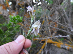 Gladiolus griseus