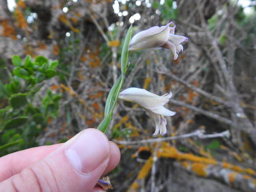 Image of Gladiolus griseus by (c) Matthew Fainman, some rights reserved (CC BY)