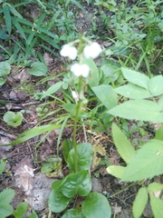 Pyrola media