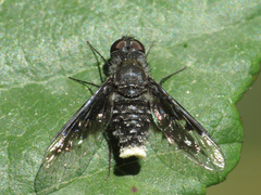 Anthrax trifasciatus