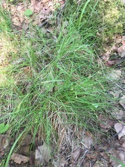 Carex laeviculmis