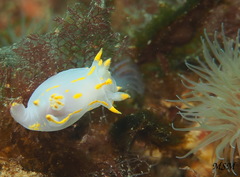 Polycera marplatensis