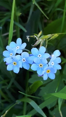 Myosotis alpestris
