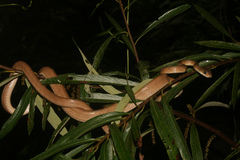 Boiga philippina