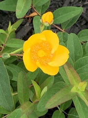 Hypericum patulum