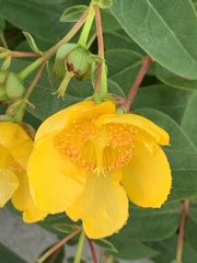 Hypericum patulum