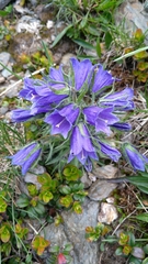 Campanula alpina