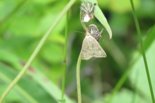 Straw-barred Pearl photo 4