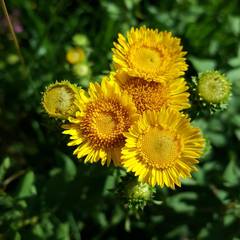 Pentanema spiraeifolium