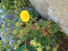 Potentilla crantzii