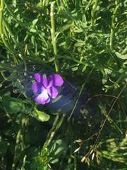 Viola montcaunica