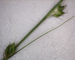 Carex laeviculmis