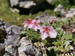 Potentilla nitida