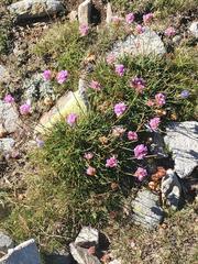 Armeria bigerrensis microcephala