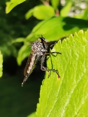 Neoitamus socius