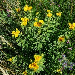 Pentanema spiraeifolium