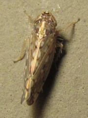 Osbornellus clarus
