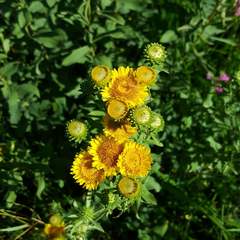Pentanema spiraeifolium