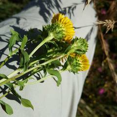 Pentanema spiraeifolium