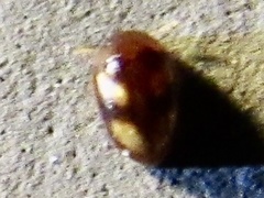 Neolitochrus pulchellus