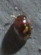 Neolitochrus pulchellus