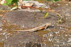 Sceloporus teapensis