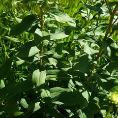 Pentanema spiraeifolium