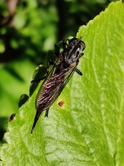 Neoitamus socius
