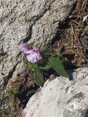Galeopsis ladanum carpetana
