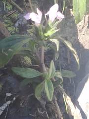 Galeopsis ladanum carpetana