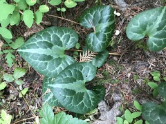 Asarum marmoratum