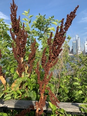 Rumex crispus