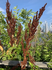 Rumex crispus