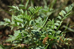 Glycyrrhiza lepidota