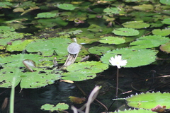 Trachemys venusta cataspila