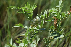 Glycyrrhiza lepidota