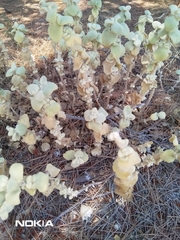 Pseudodictamnus acetabulosus