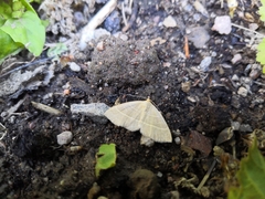 Trisateles emortualis