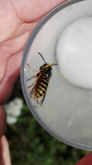 Dolichovespula saxonica