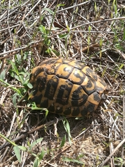 Testudo hermanni hermanni