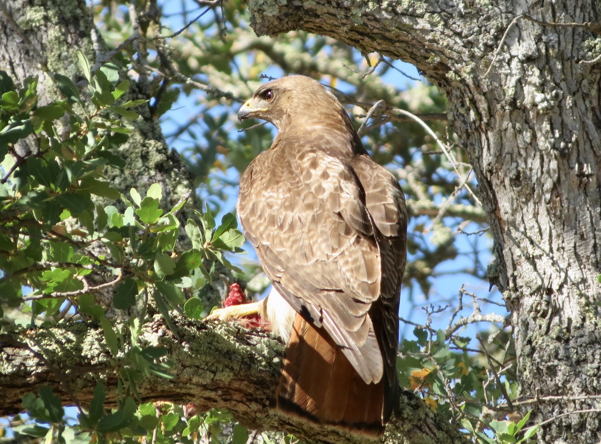 Aguililla Cola Roja Occidental (Subespecie Buteo jamaicensis calurus) ·  NaturaLista Colombia